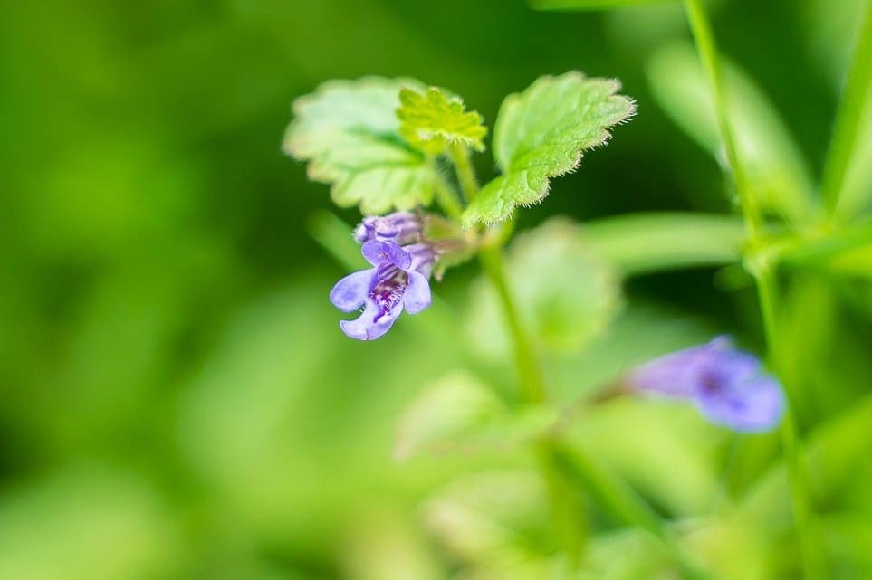 Lierre terrestre, Glechoma Hederacea. Cueilleurs sauvages