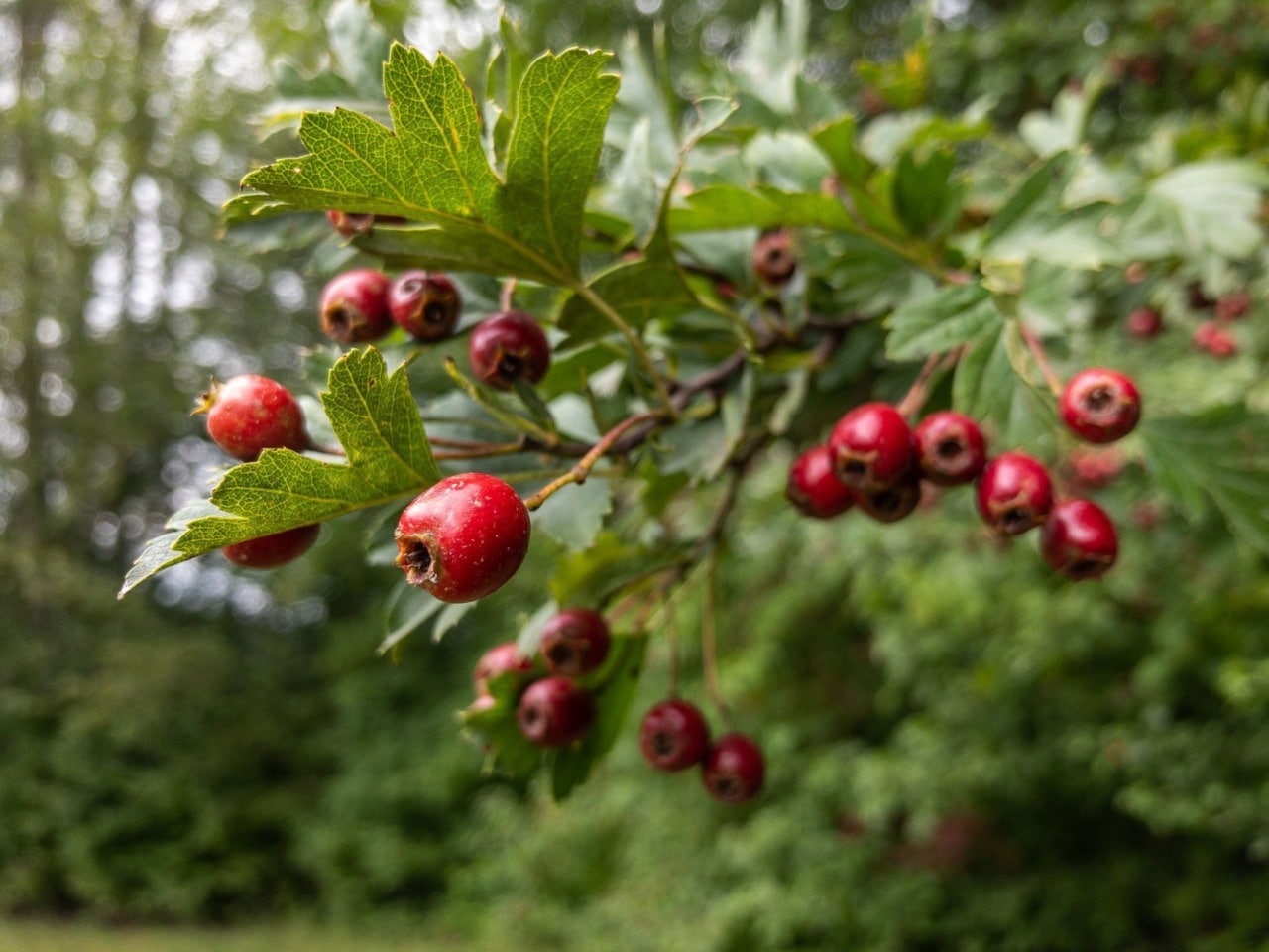 Fruit d'aubépine
