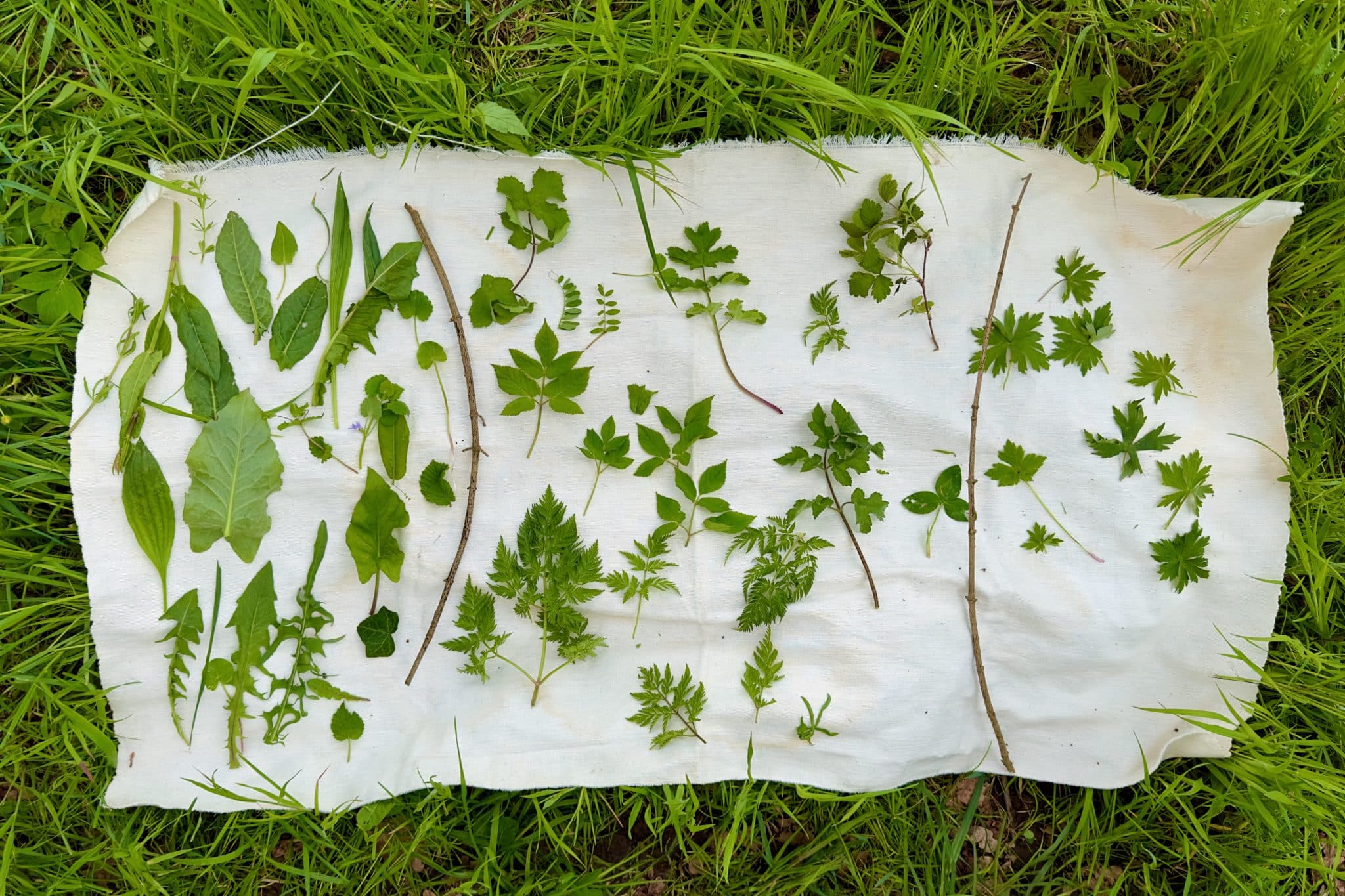 Formation 1: Découverte des plantes sauvages comestibles et médicinales au fil des saisons - 4 vendredis 2026 38 Formation sur les plantes sauvages comestibles et médicinales sur 4 demi journées. Cueilleurs Sauvages