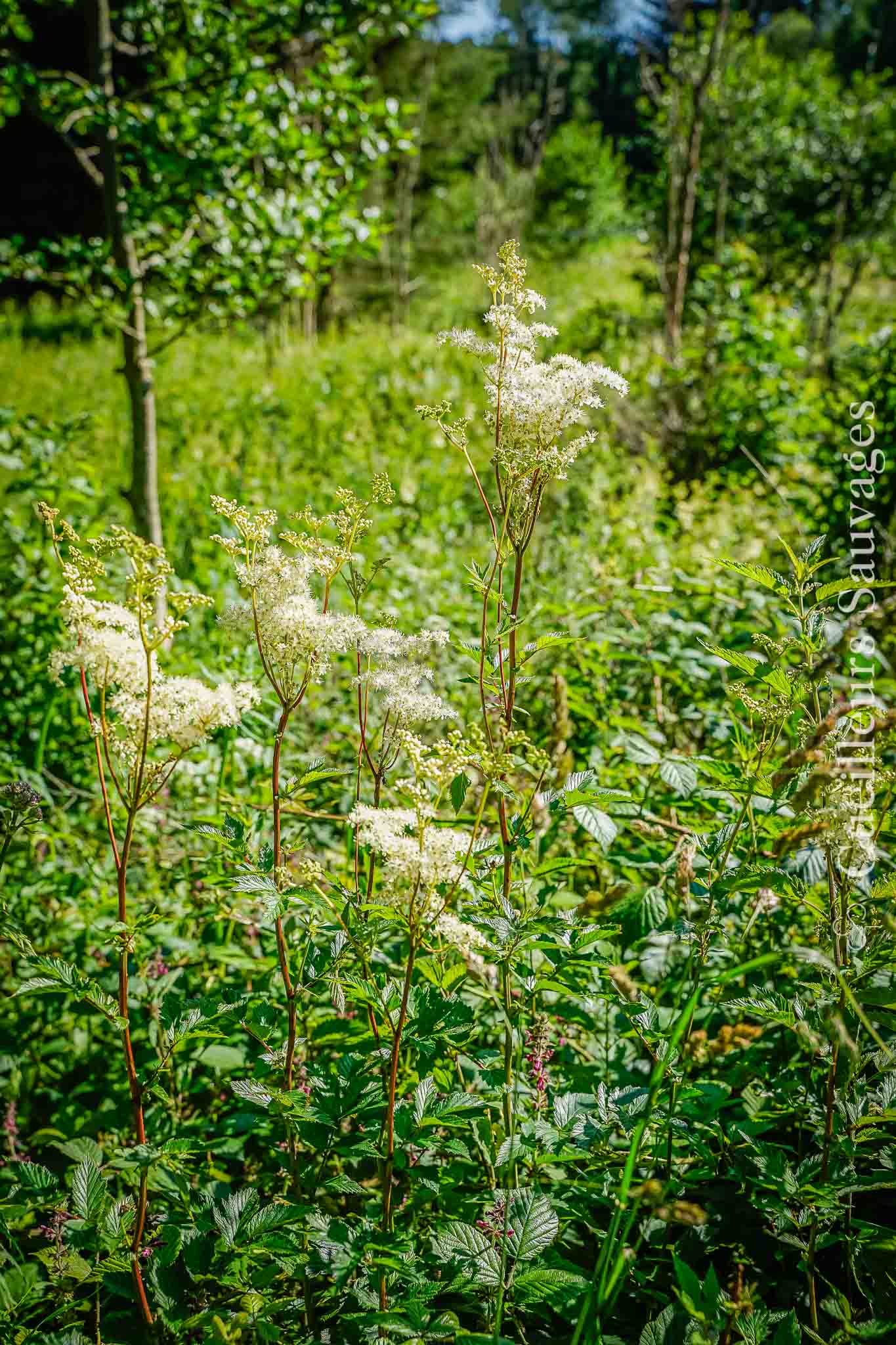 Accueil 77 Filipendula ulmaria - Reine-des-prés. @ Cueilleurs Sauvages